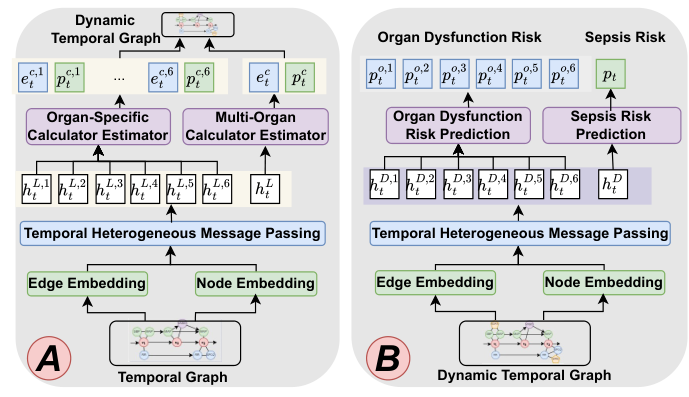 SepsisCalc framework: (A) a temporal graph is encoded and used to estimate organ-specific and multi-organ calculators with confidence scores; (B) the resulting dynamic graph is encoded again to predict organ dysfunction risks and sepsis risk